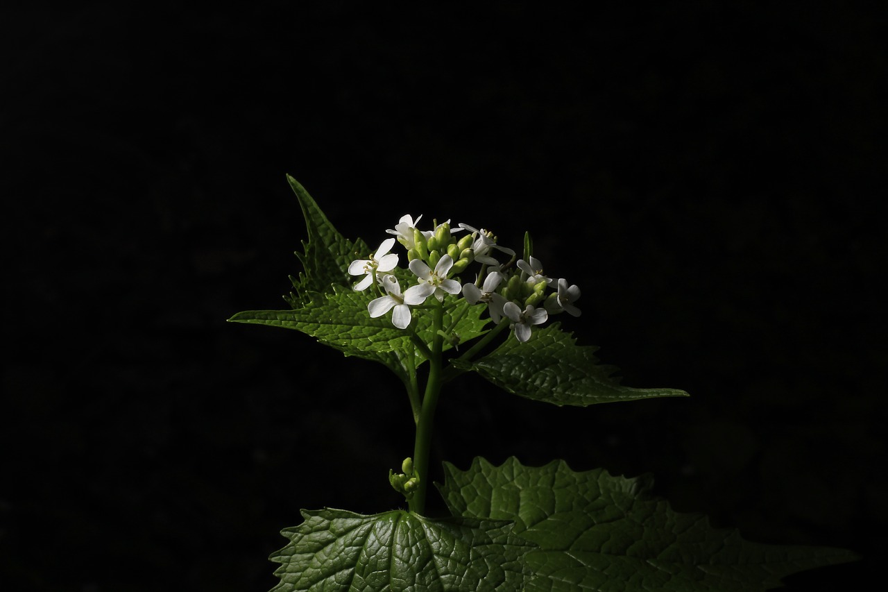 flower  nature  leaf free photo