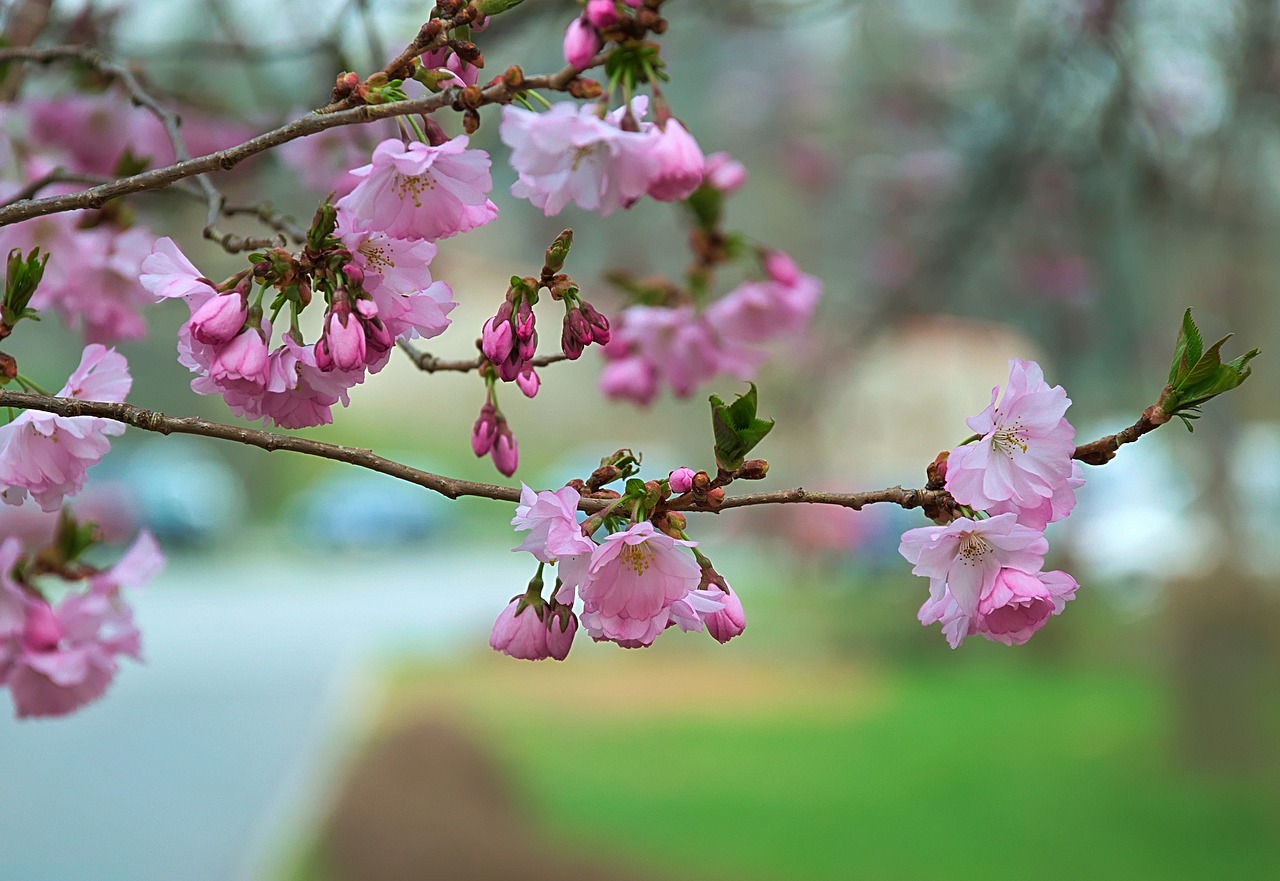 flower  tree  branch free photo