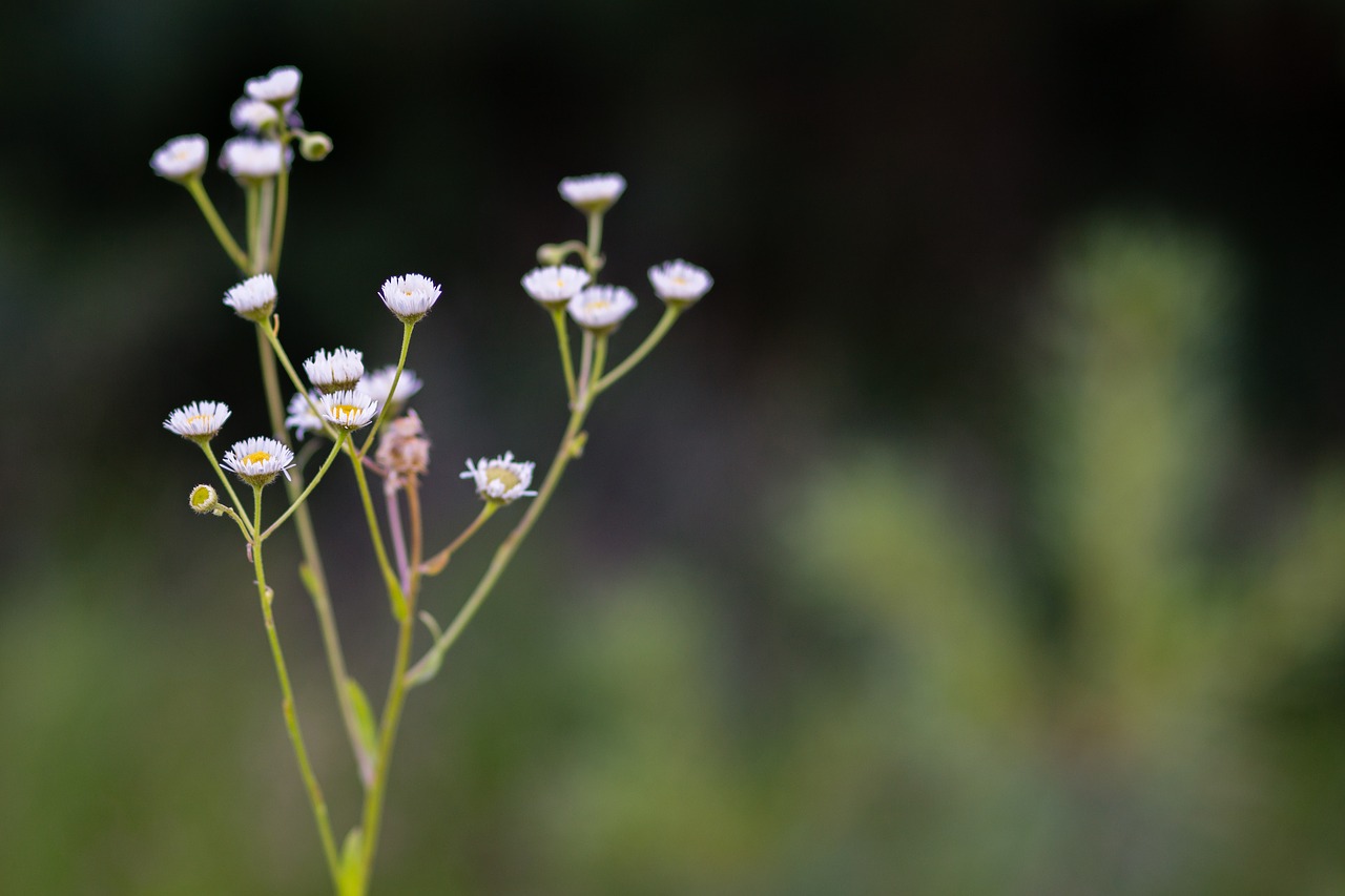 flower  nature  flora free photo