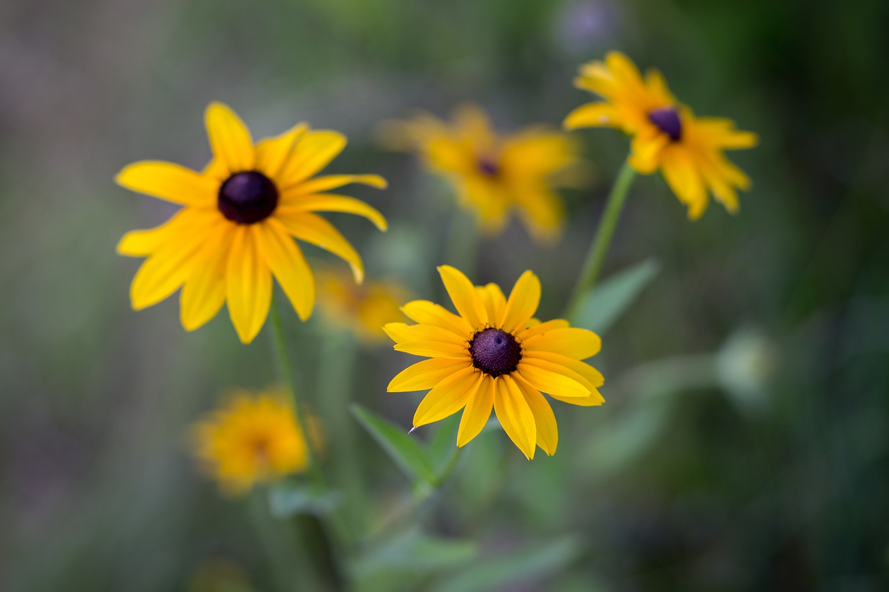 flower  flora  nature free photo