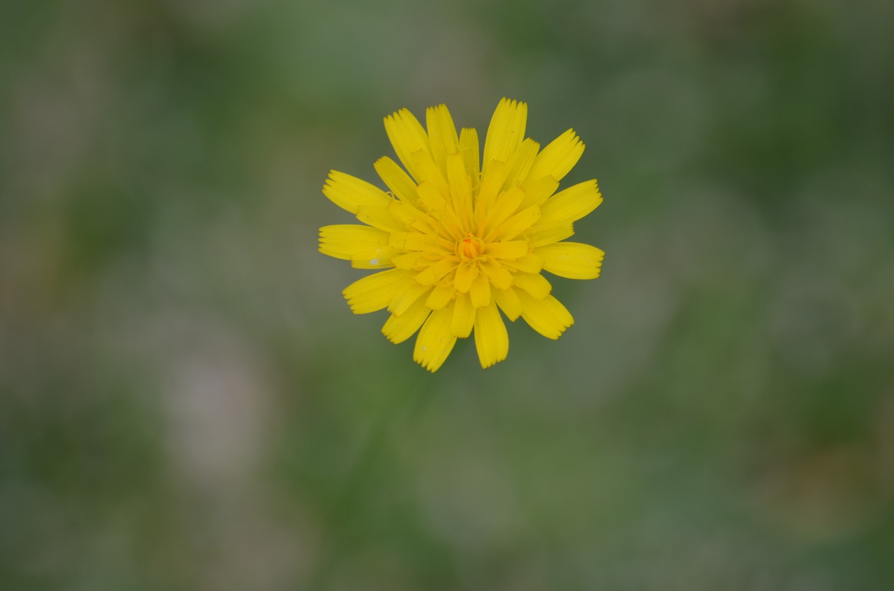 flower daisy floral free photo