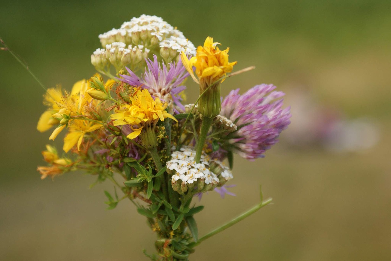 flower  nature  flora free photo