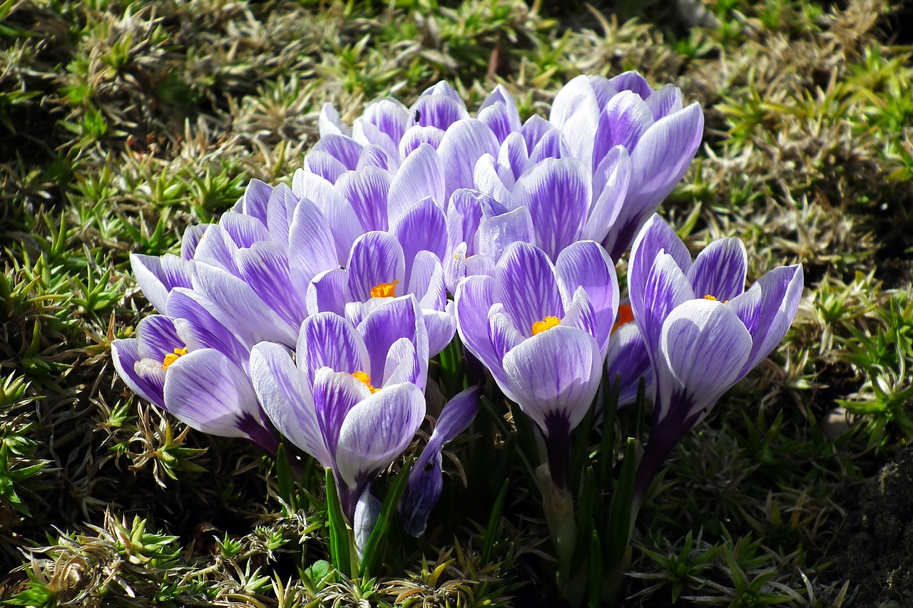 flower  crocus  colorful free photo