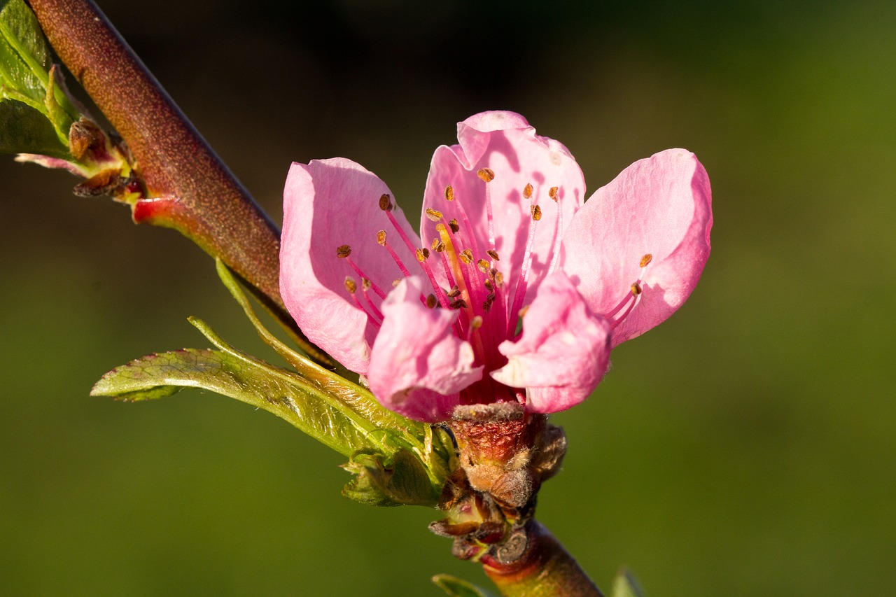 flower  nature  plant free photo