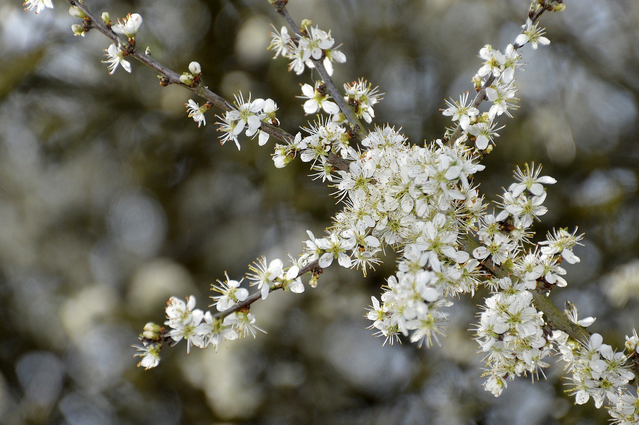 flower  nature  plant free photo