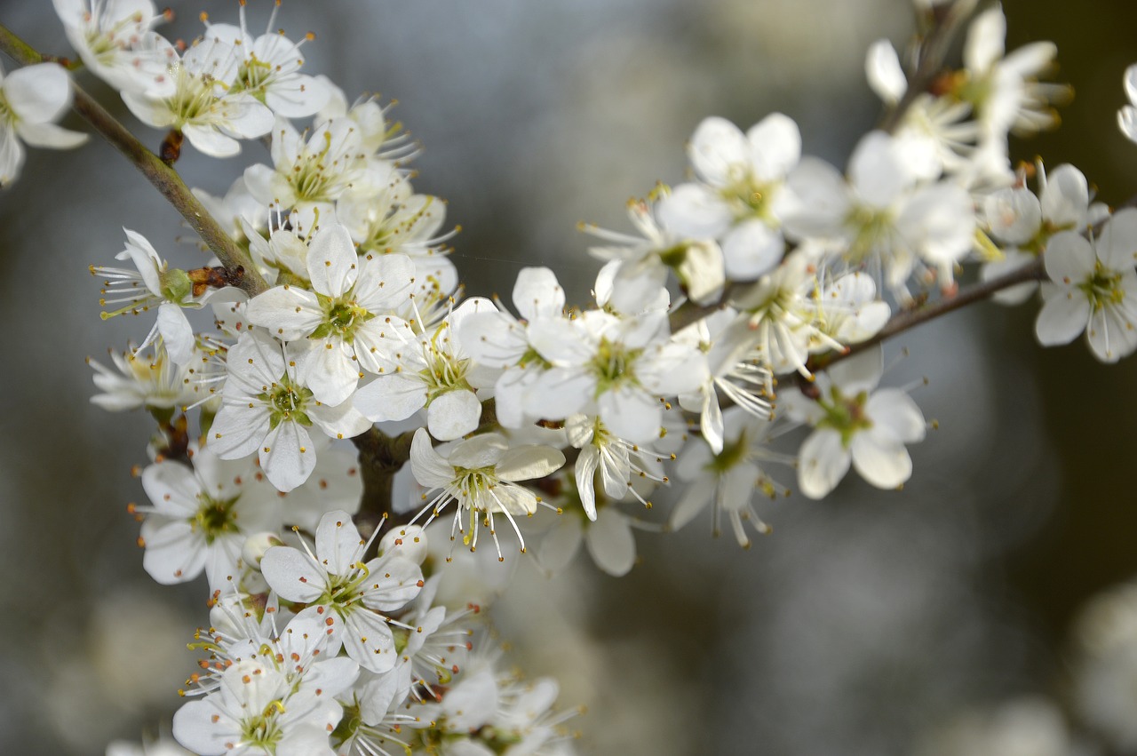 flower  cherry  branch free photo