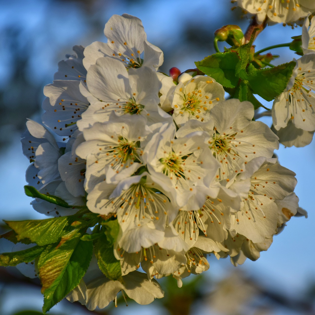 flower  plant  branch free photo