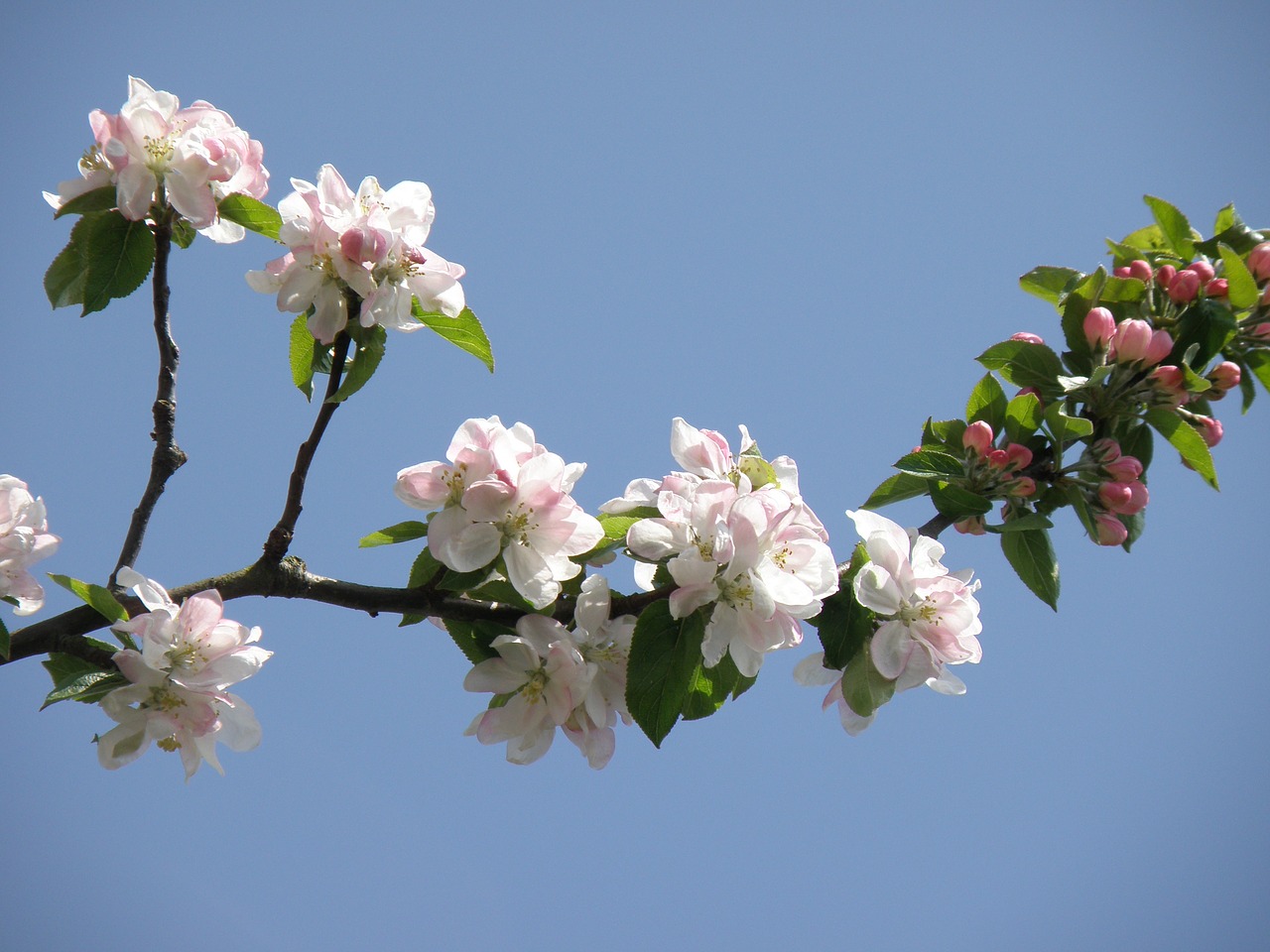 flower  branch  cherry free photo