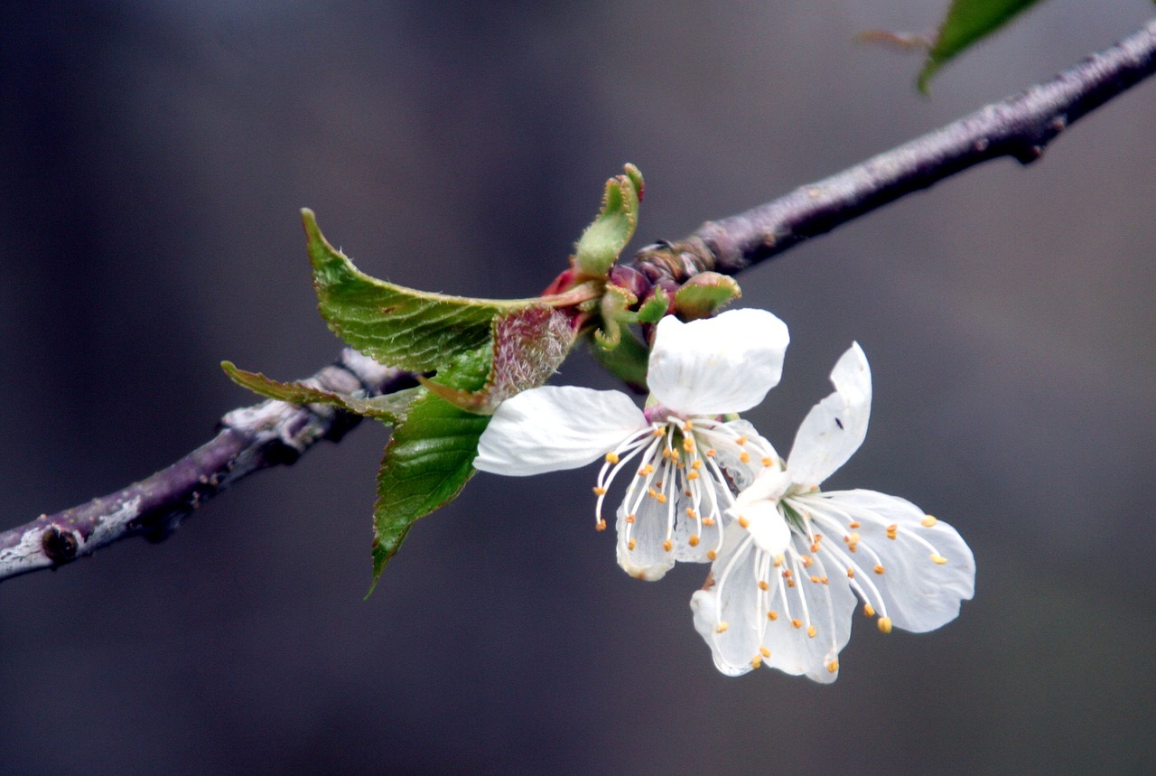 flower  nature  tree free photo