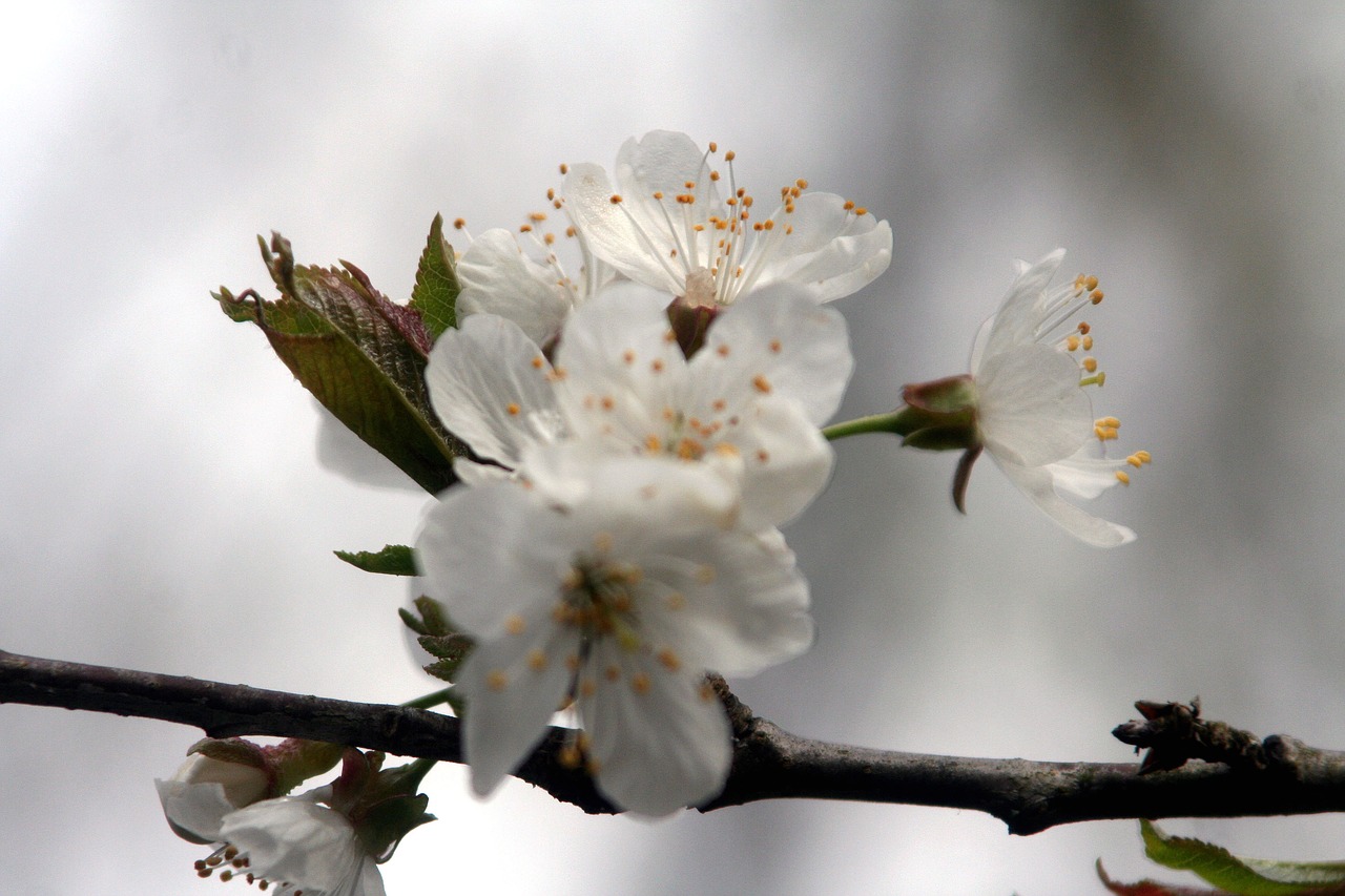 flower  nature  branch free photo