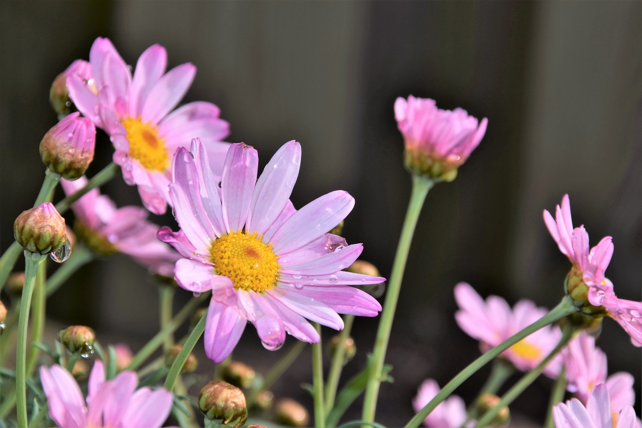 flower  nature  plant free photo