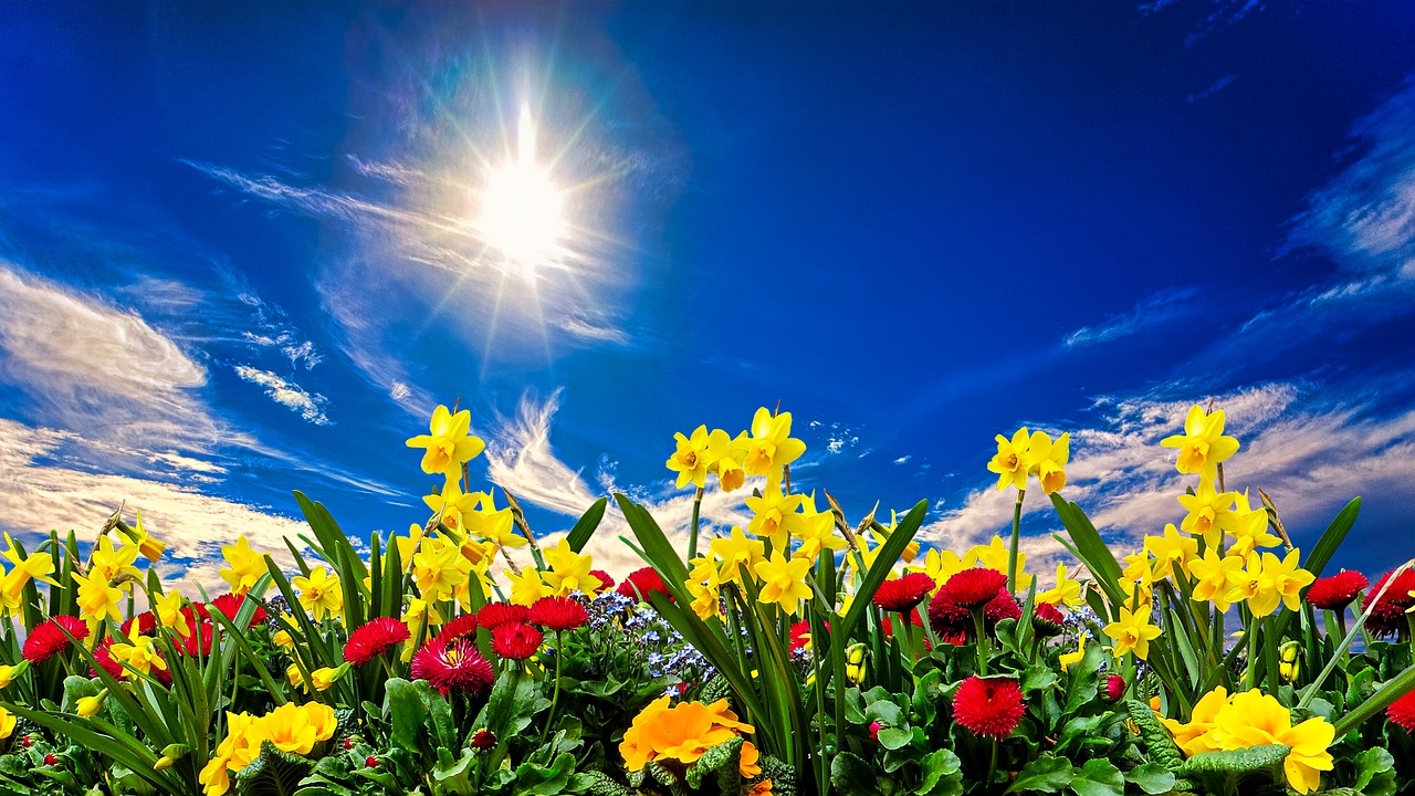 Seasonal Summer Plants.