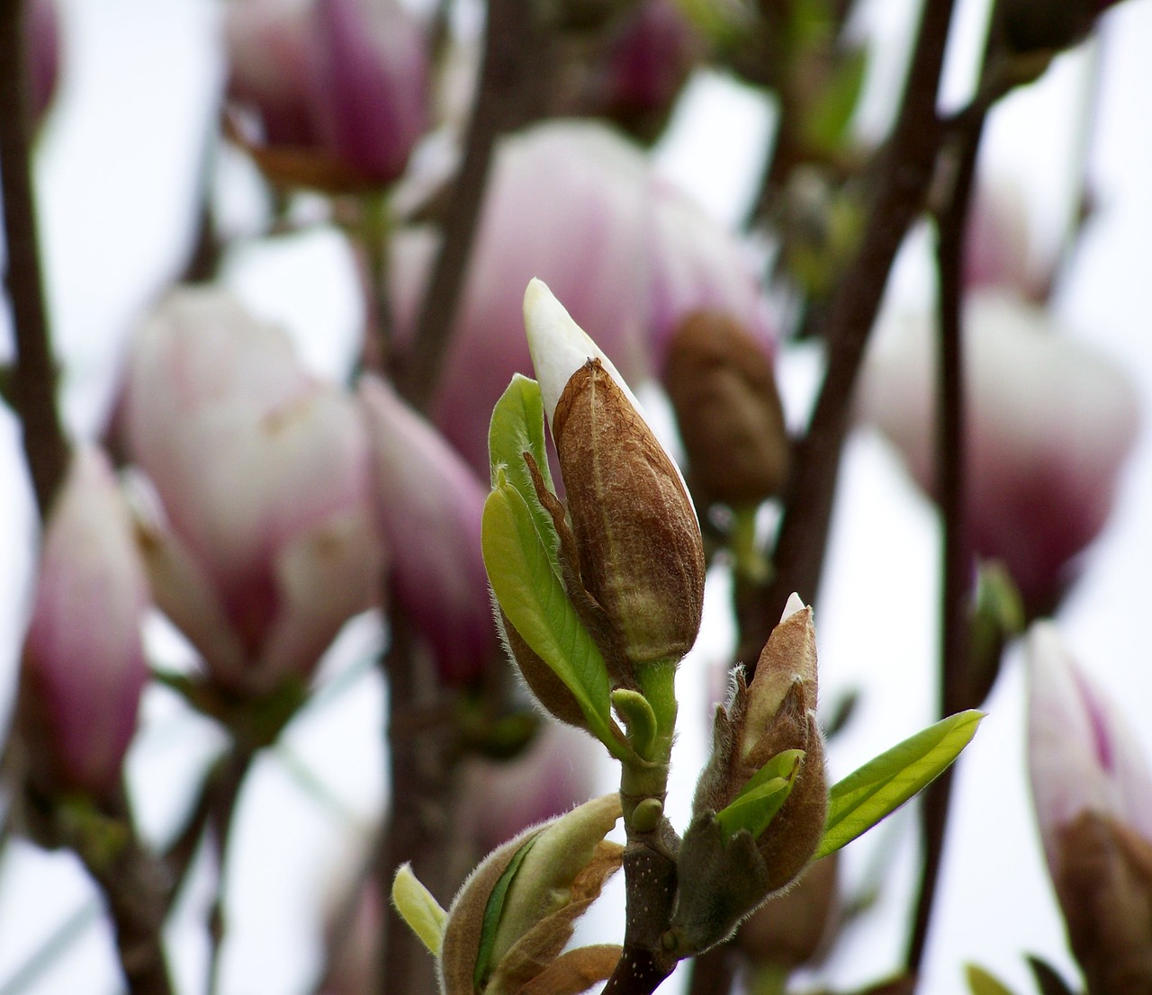 flower  magnolia  nature free photo