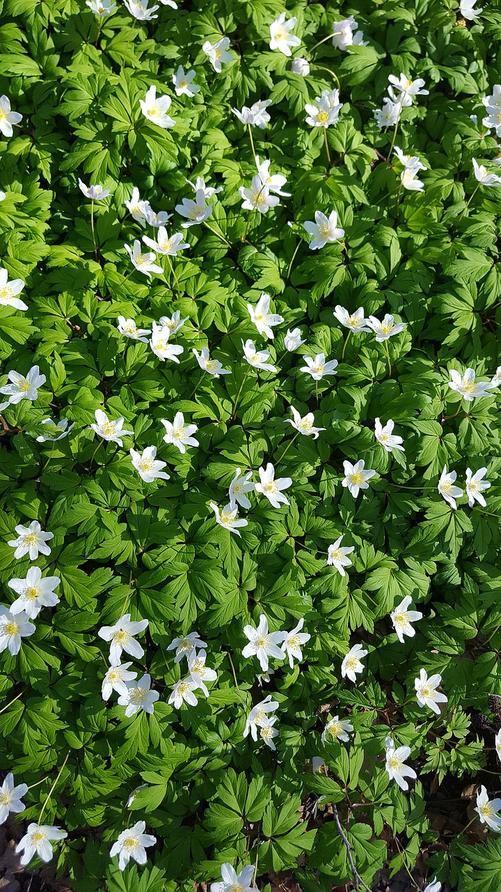 flower  plant  nature free photo