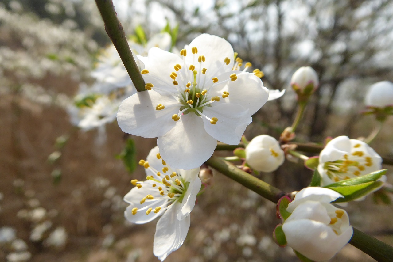 flower  tree  nature free photo