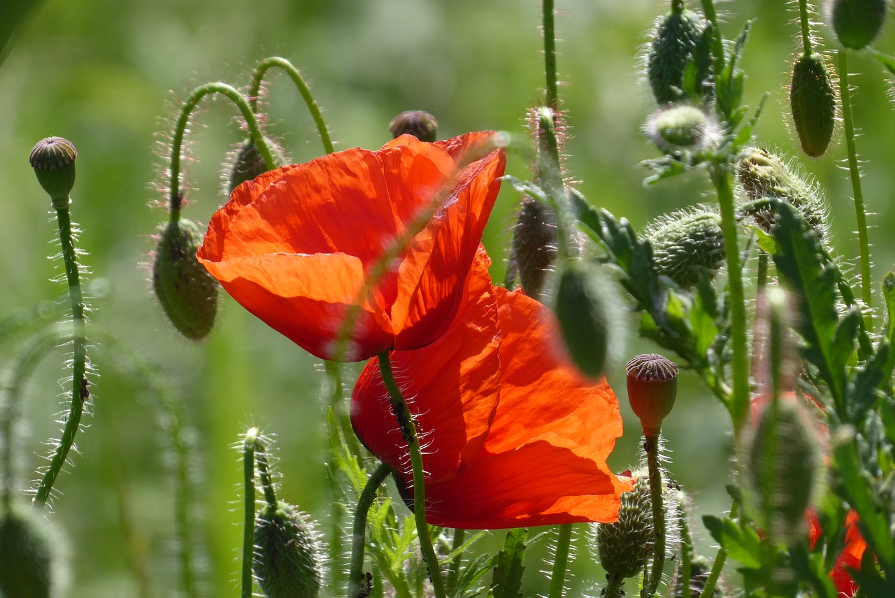 flower  nature  plant free photo