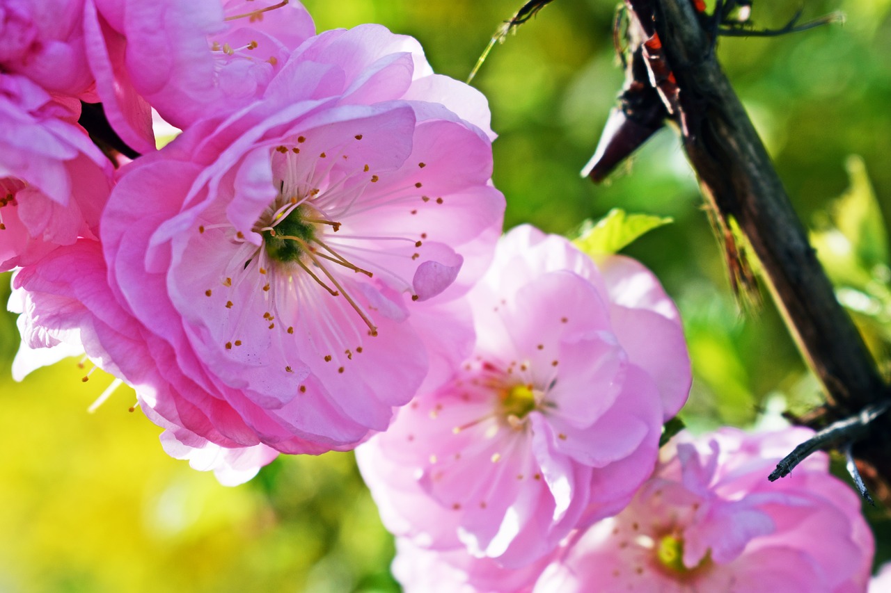 flower  plant  nature free photo