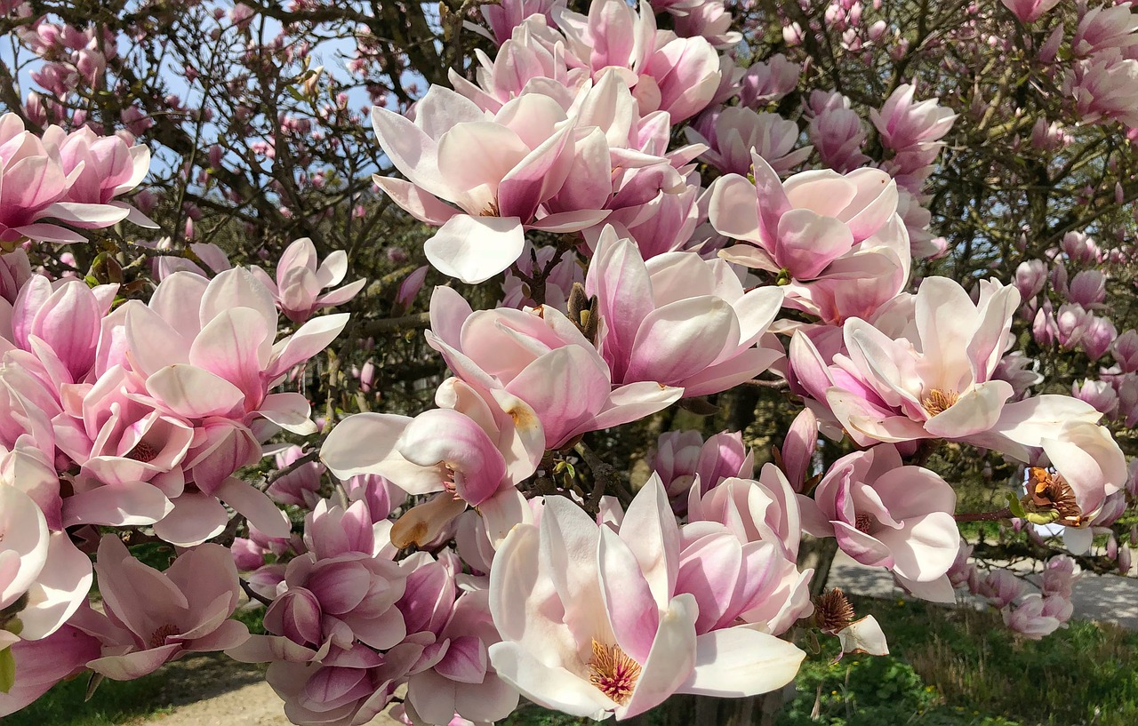 flower  garden  plant free photo