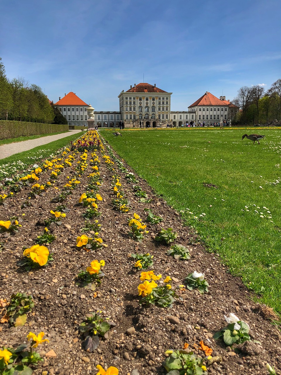 flower  garden  grass free photo