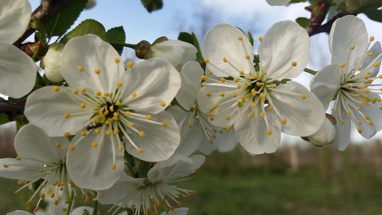 flower  plant  tree free photo