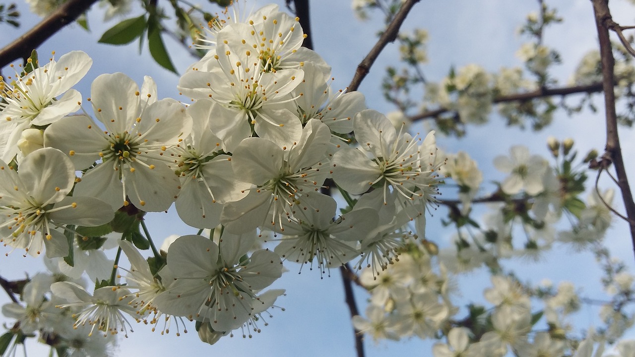 flower  branch  tree free photo