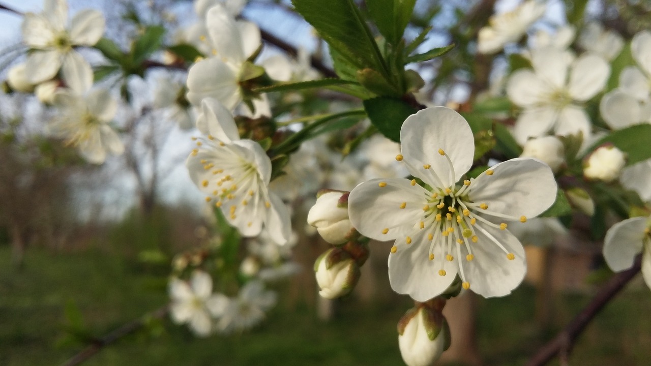 flower  tree  nature free photo