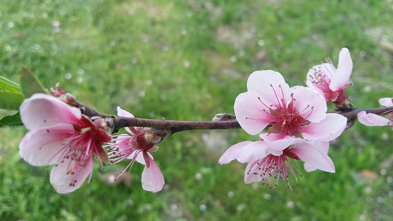 flower  plant  nature free photo