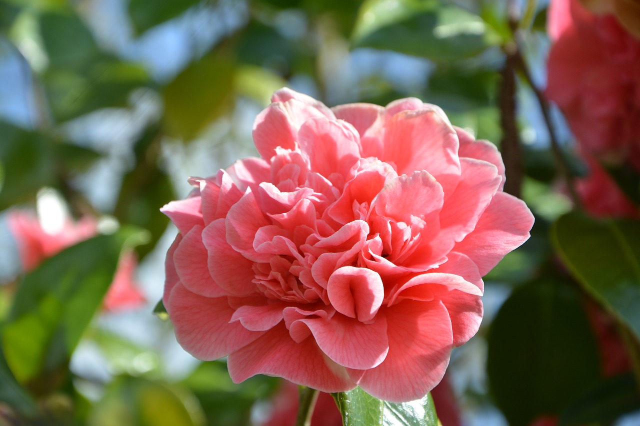 flower  flower of camellia  nature free photo