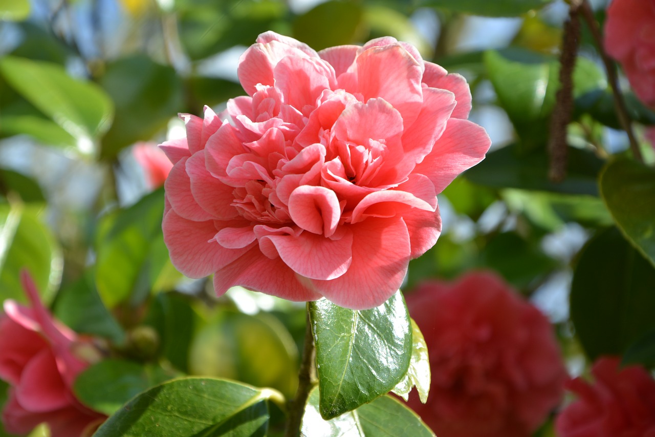 flower  camellia pink  green leaves free photo