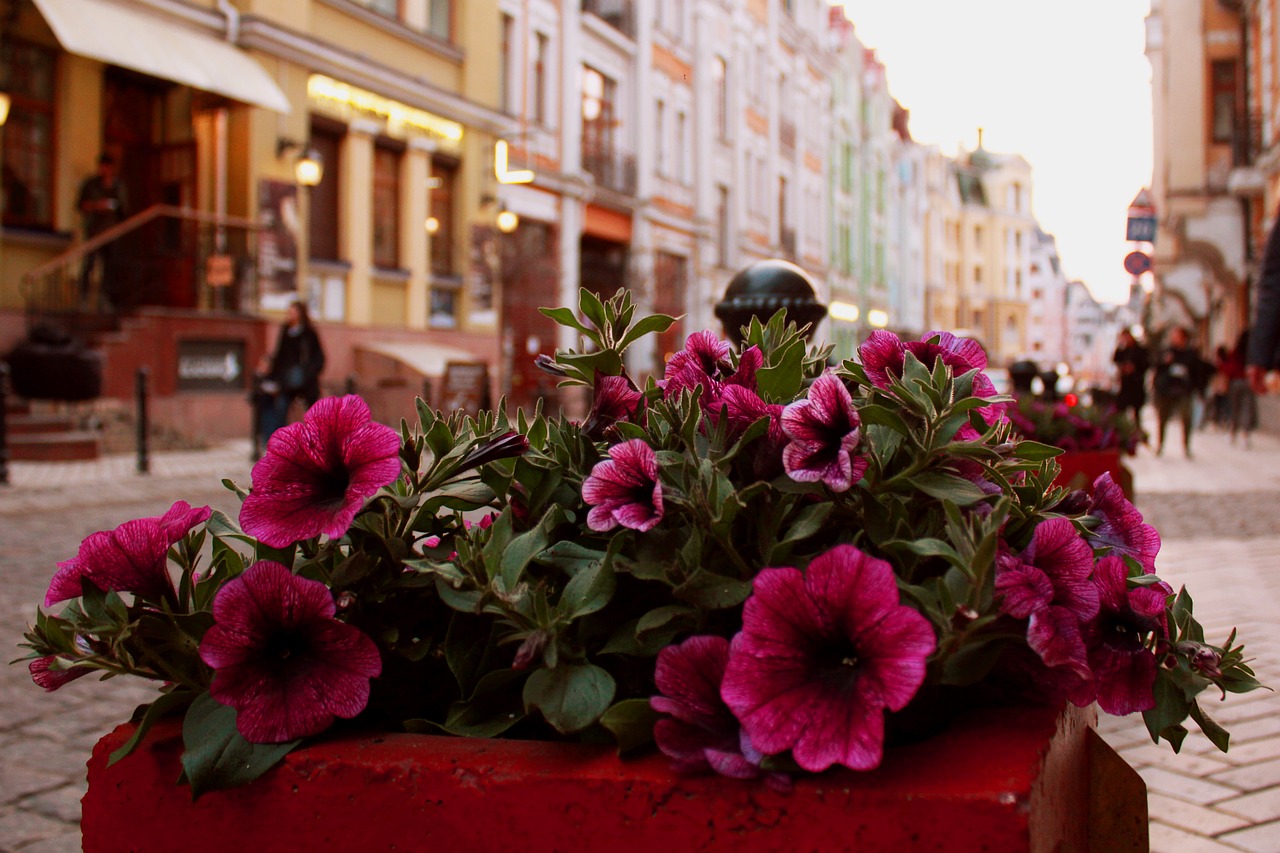 flower  no one  street free photo