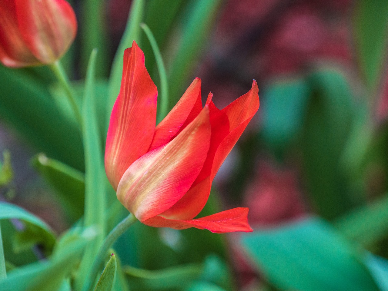 flower  tulip  garden free photo