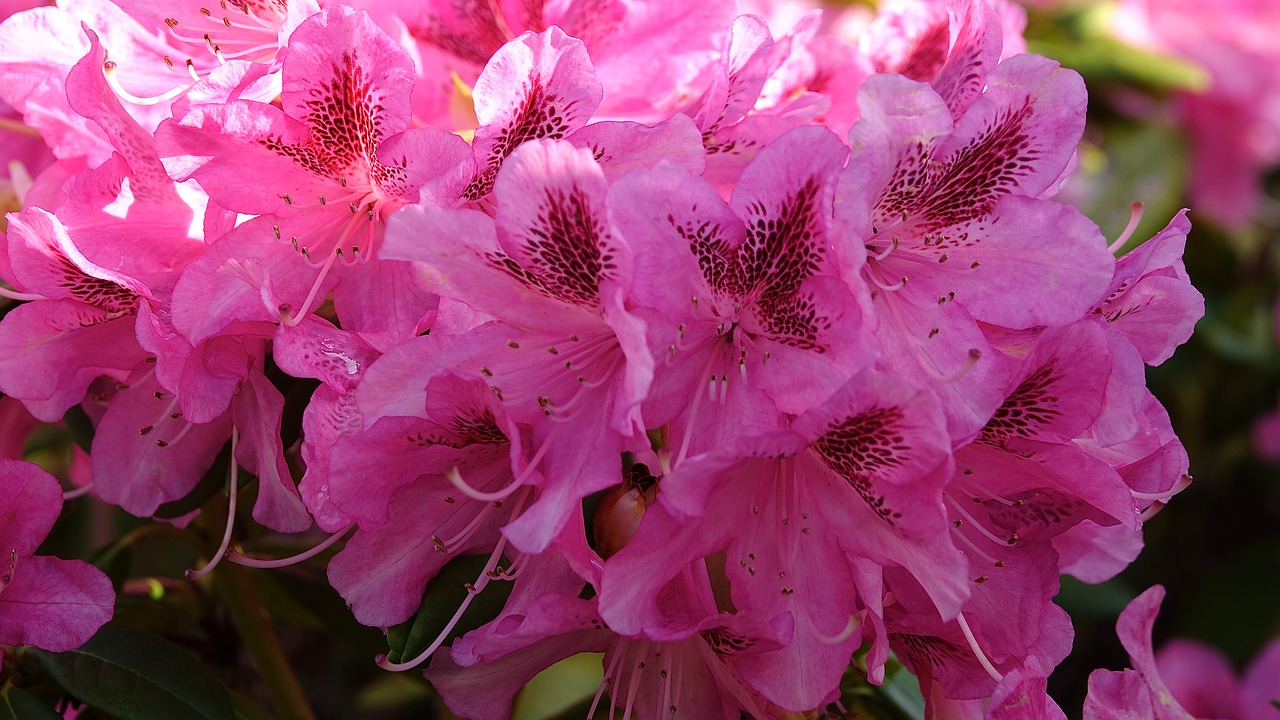 flower  nature  rhododendrons free photo