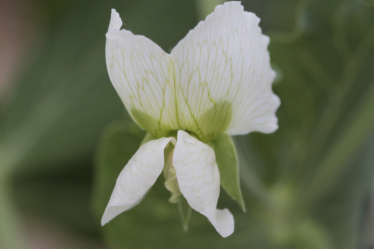 flower  nature  plant free photo