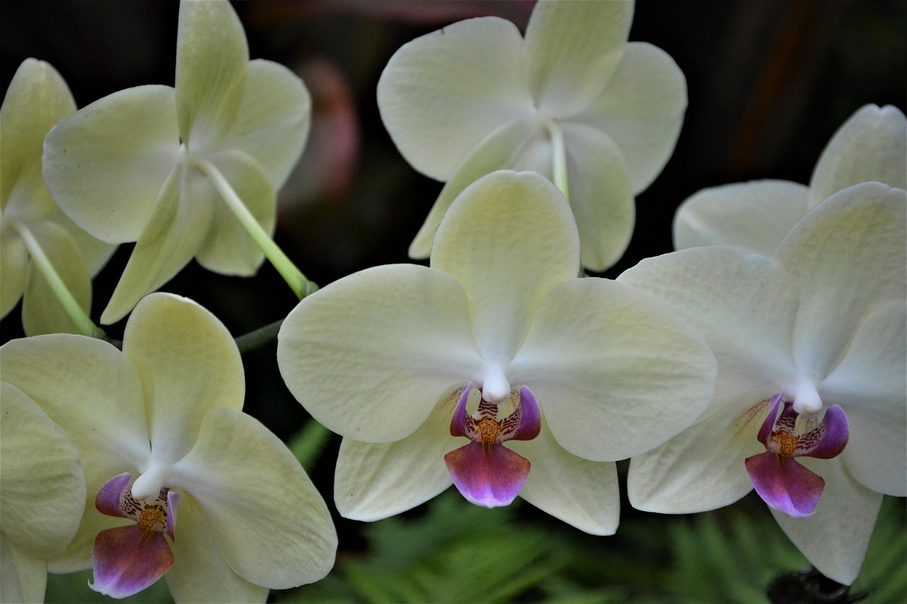 flower  tropical  phalaenopsis free photo