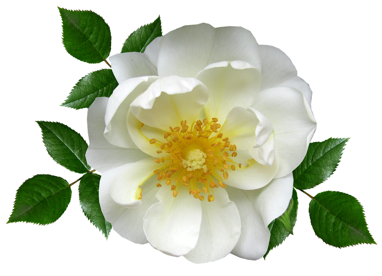 flower  white rose  blossom free photo