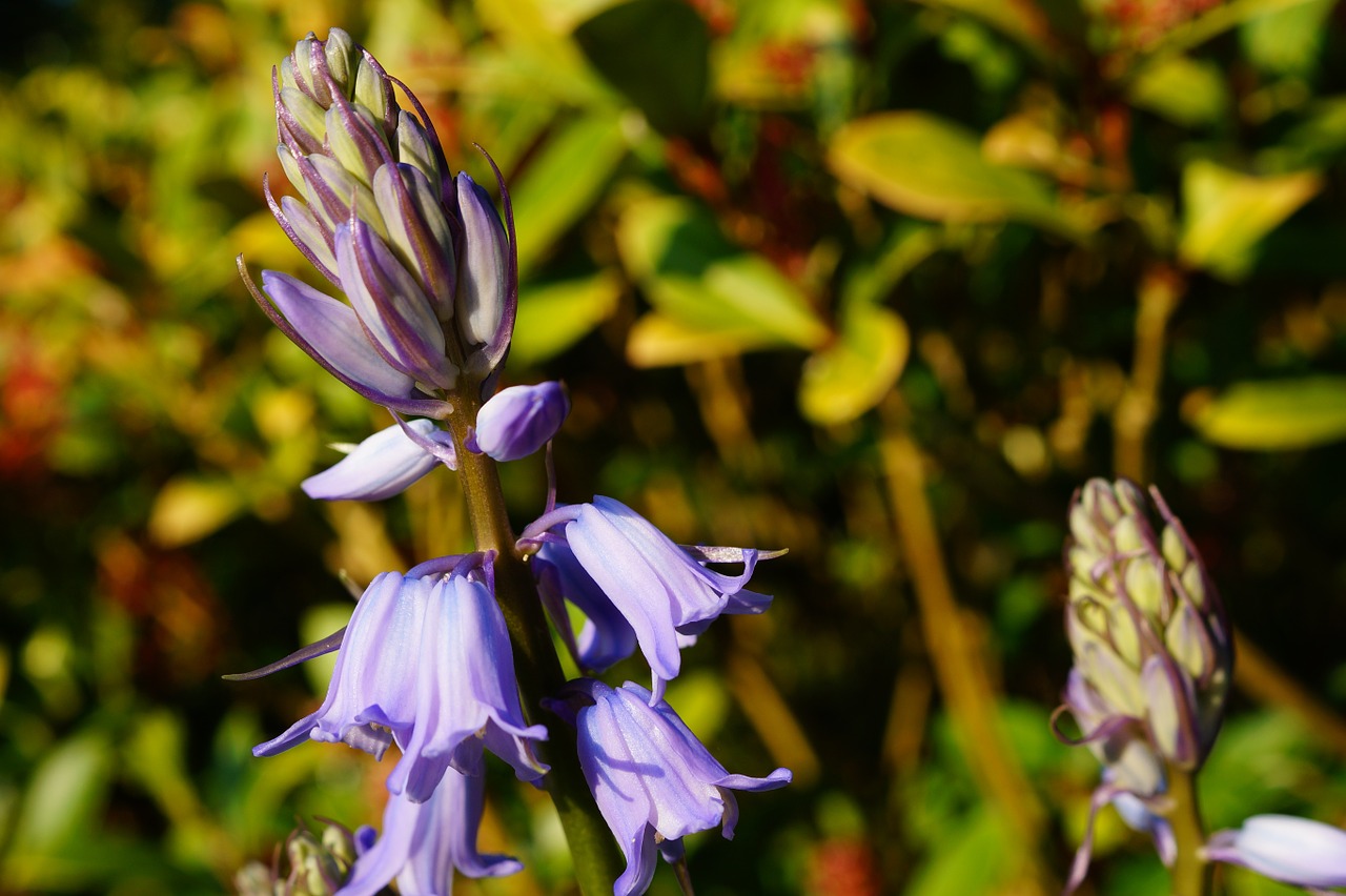 flower purple flower spring free photo