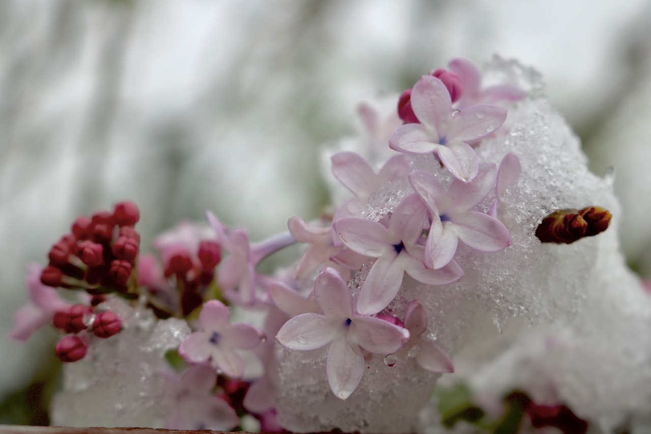 flower  nature  plant free photo