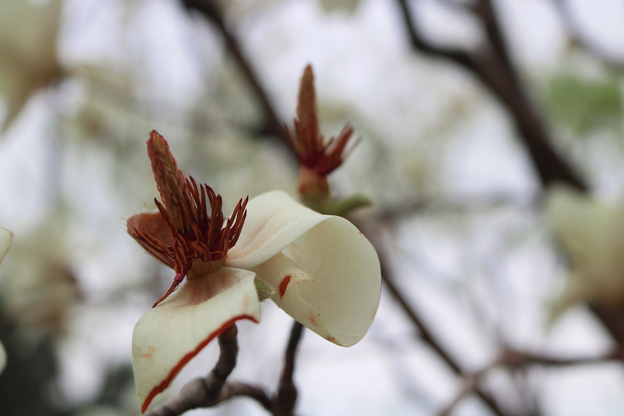 flower  nature  plant free photo