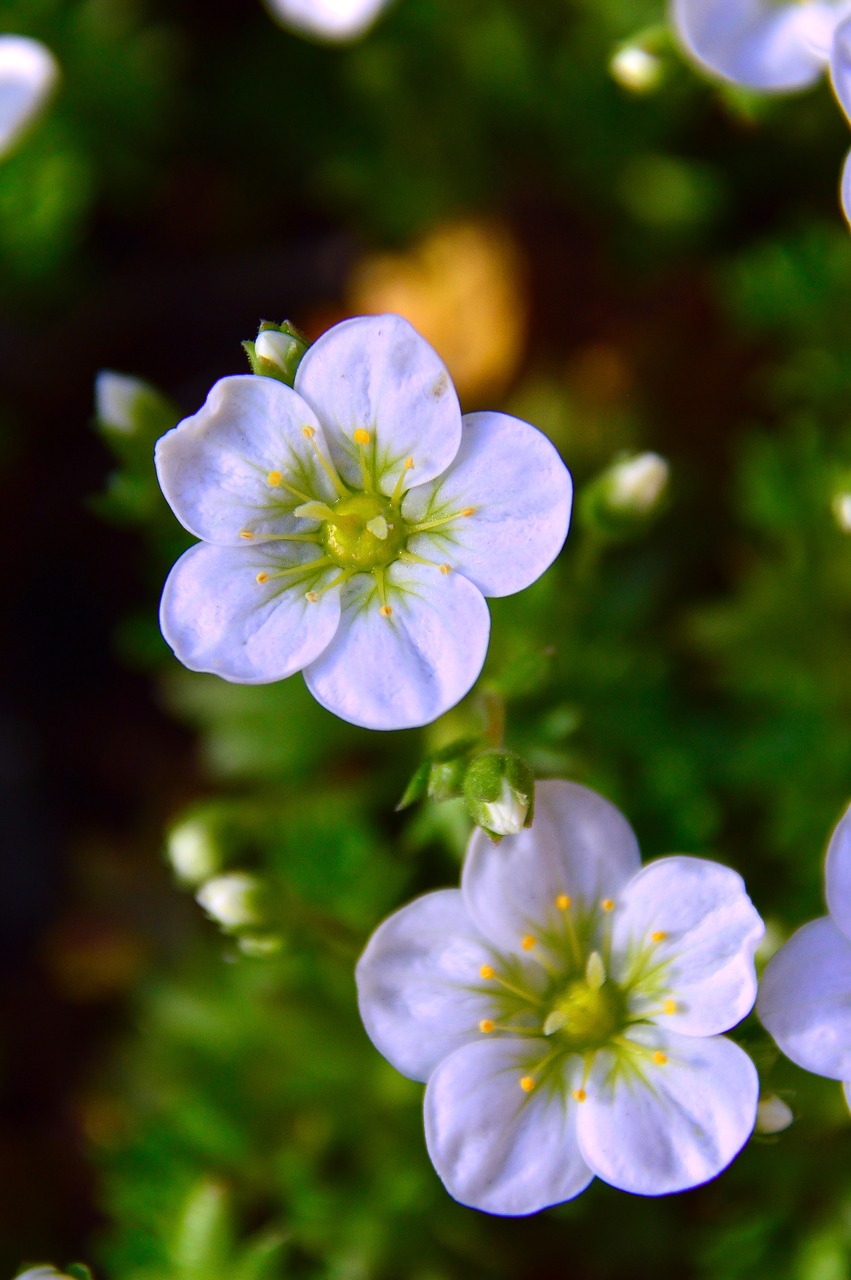 flower  nature  plant free photo