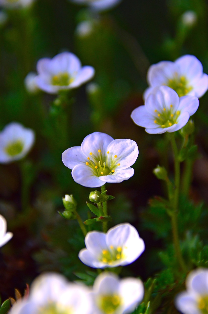 flower  nature  plant free photo