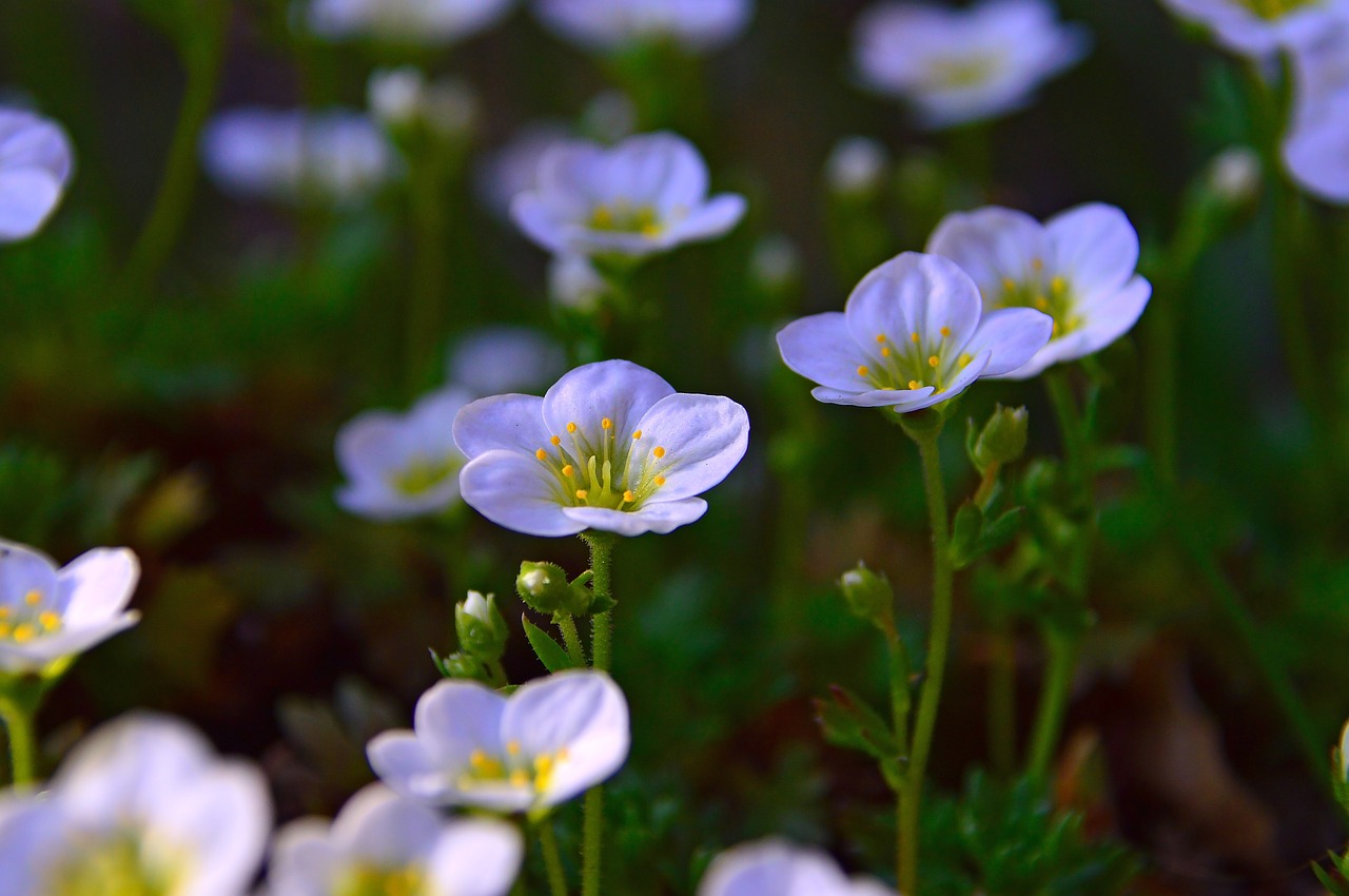 flower  nature  plant free photo