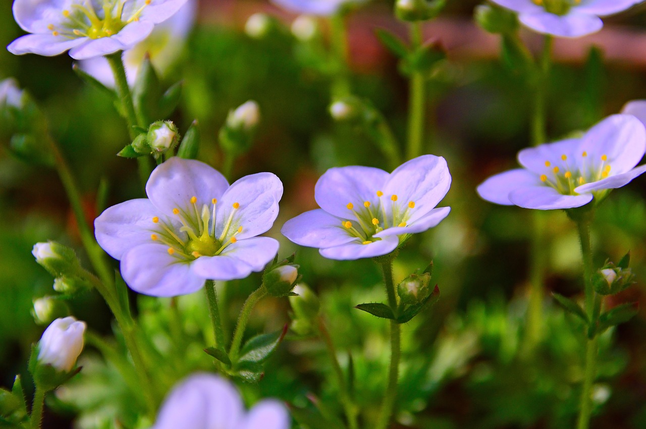 flower  nature  plant free photo