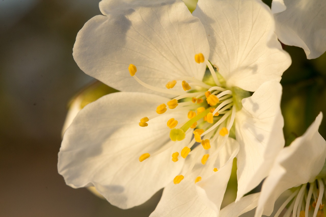 flower  plant  nature free photo