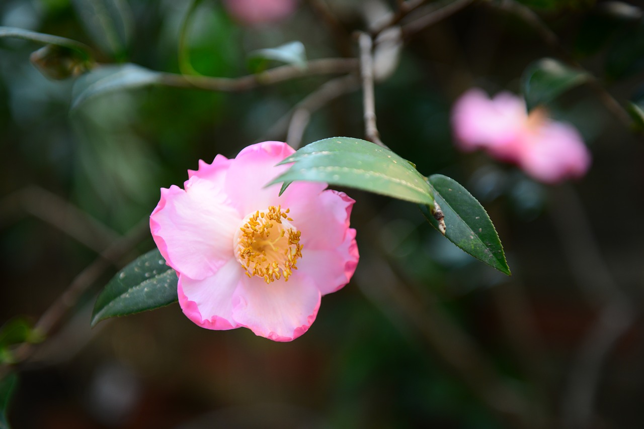 flower  plant  nature free photo