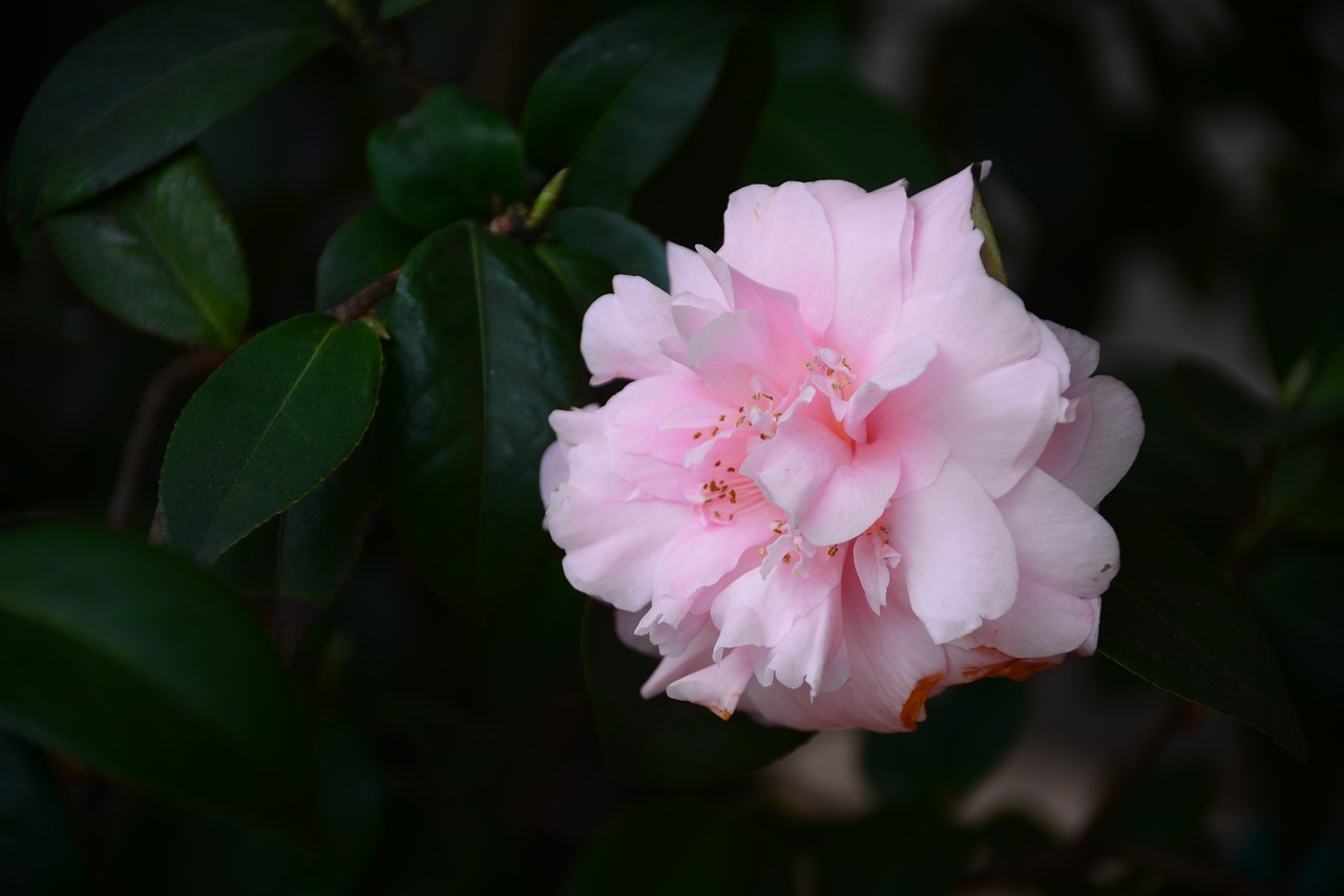 flower  plant  leaf free photo