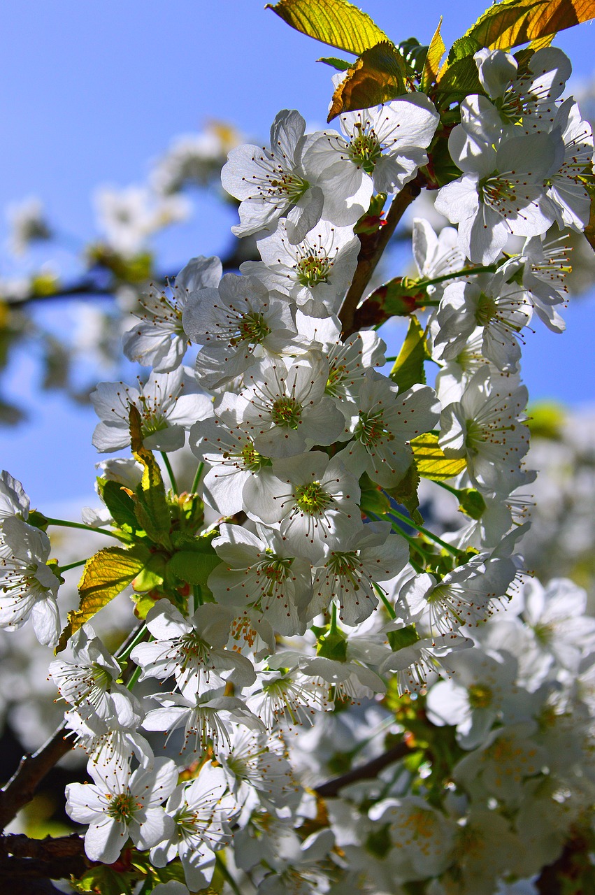 flower  plant  nature free photo