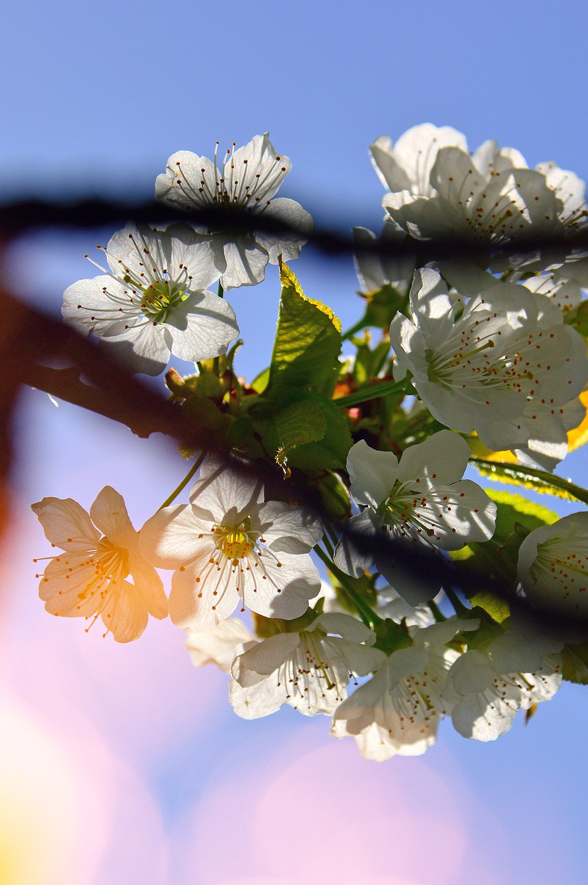 flower  plant  nature free photo