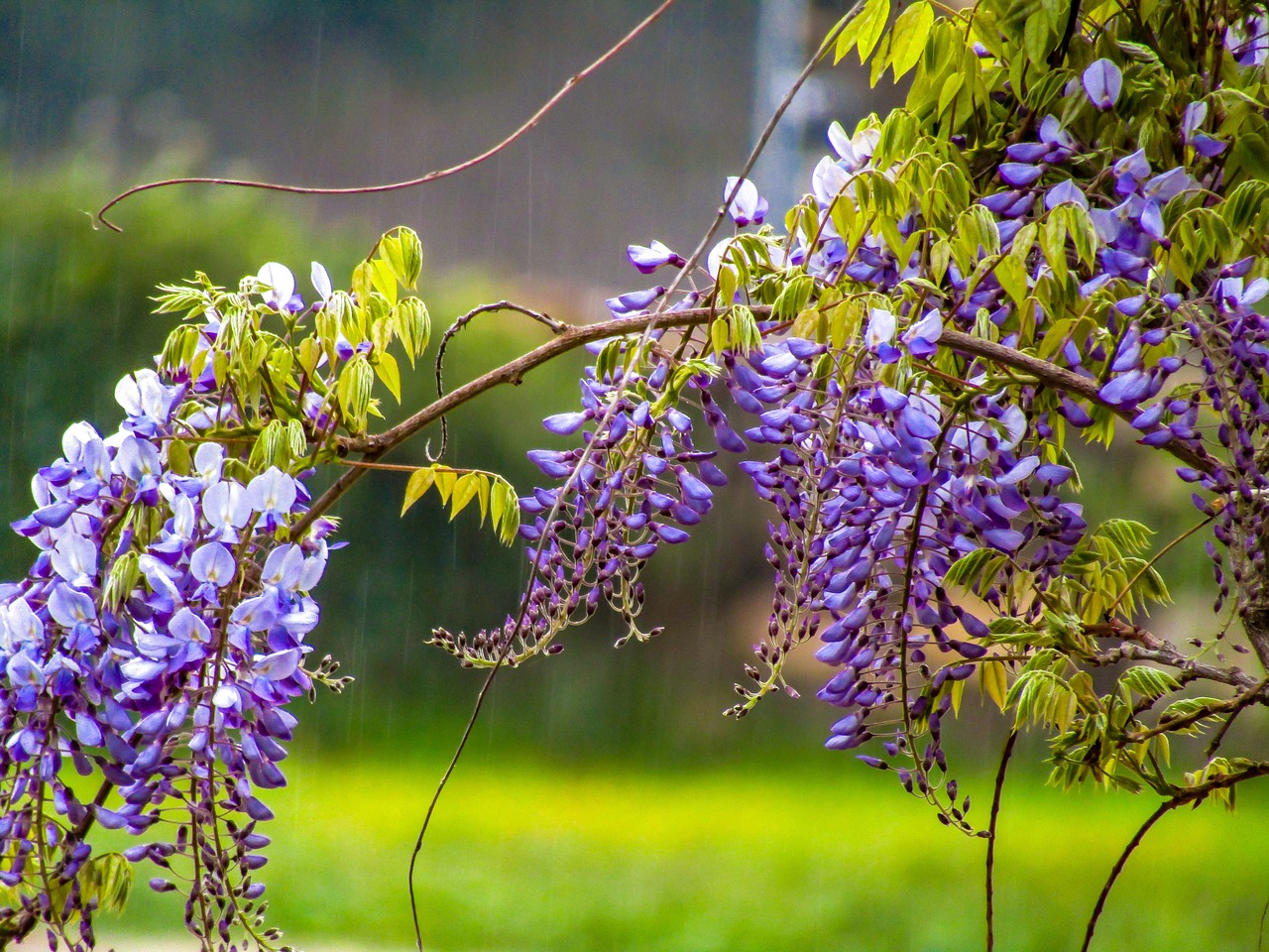 flower  plant  nature free photo