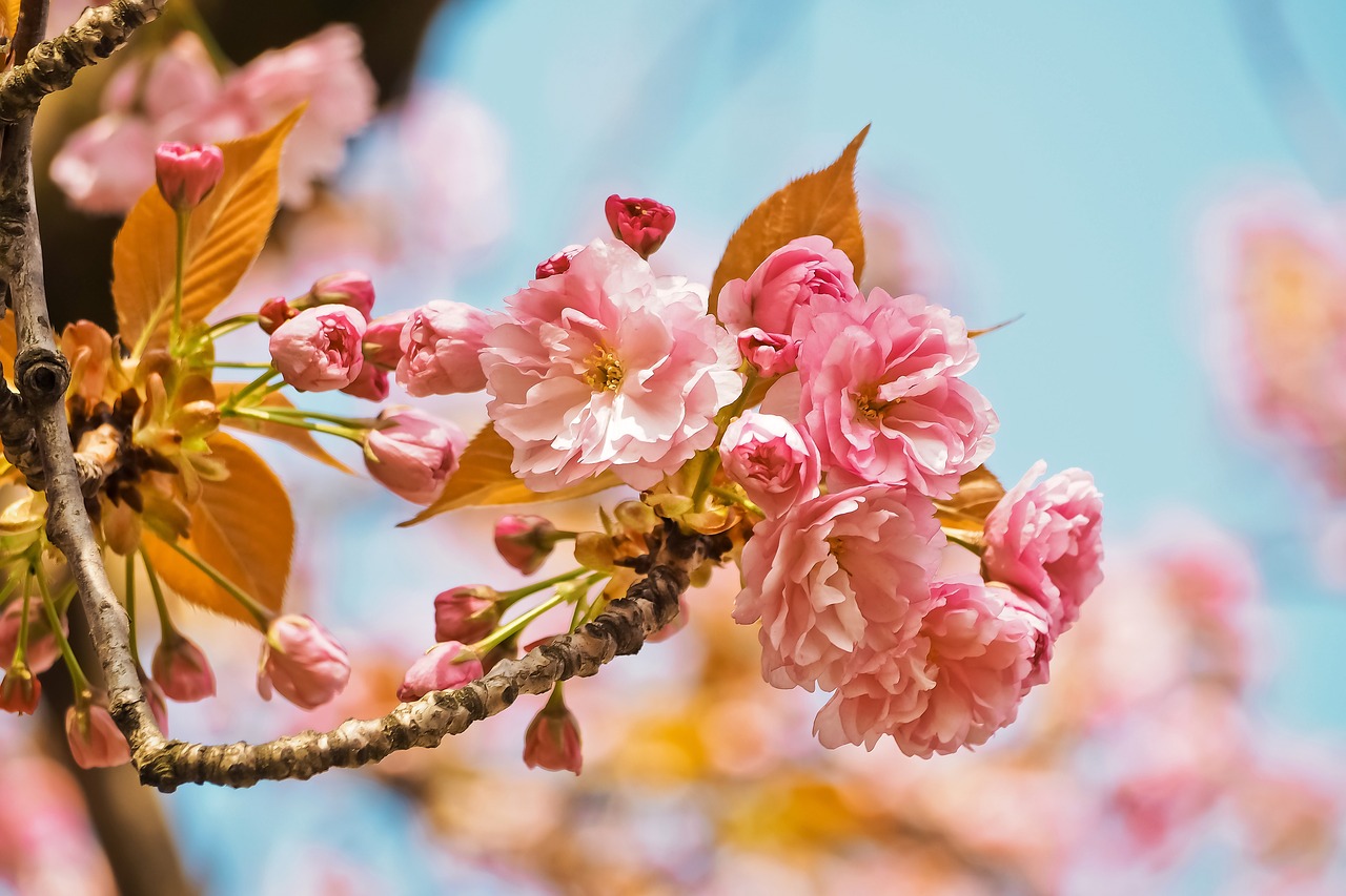 flower  nature  tree free photo