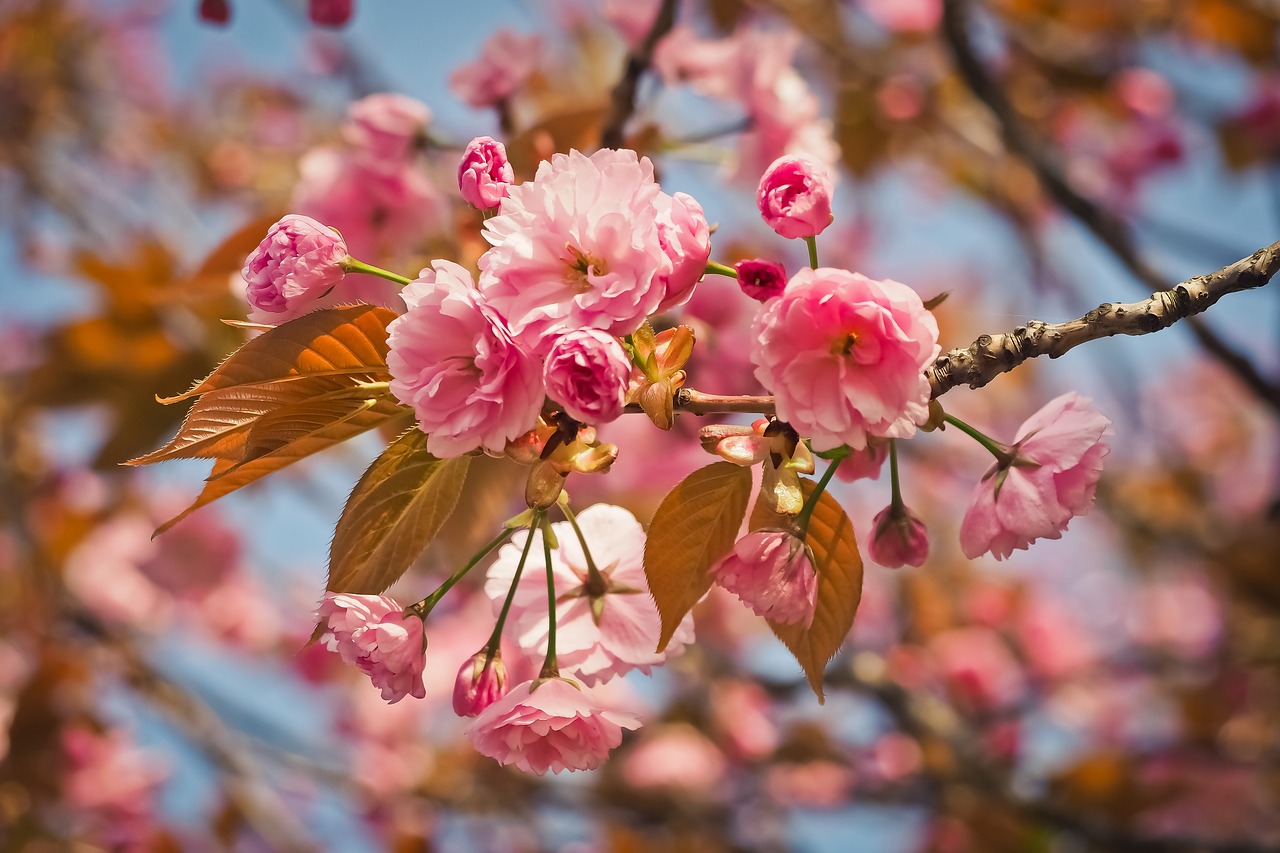 flower  nature  tree free photo